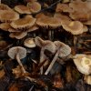 Psilocybe inquilina, Feingeriefter Kahlkopf